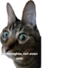petz💞 24