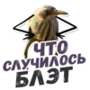 ТАК БЛЭТ 17
