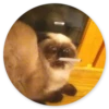 Stupid cats 25