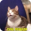 // MEME STASH // 28