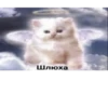 suicidal kitty 2 7