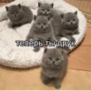 стикеры ➡️ 11