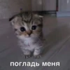 стикеры ➡️ 13