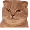 Cats 5