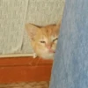 Cats 6