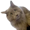 Cats 7