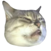 Cats 8