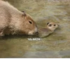 Больше стикеров: 10