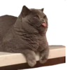 Cats 11