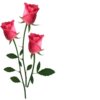 Flowers >> 6