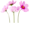 Flowers >> 7