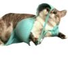 Cats 12