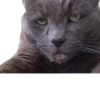 Cats 13
