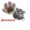 Cats 14