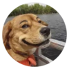 Stupid Dogs 11