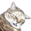 Cats 15