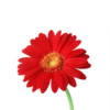 Flowers >> 12