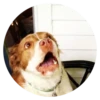 Stupid Dogs 12