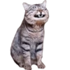 Cats 16