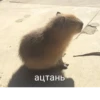 Больше стикеров: 18