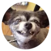 Stupid Dogs 13