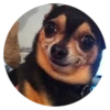 Stupid Dogs 14