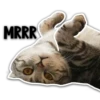 Cats 17