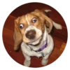 Stupid Dogs 17