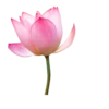 Flowers >> 15