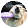 Stupid Dogs 18