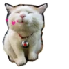 Cats 18