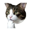 Cats 19
