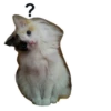 Cats 20