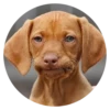 Stupid Dogs 22
