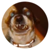 Stupid Dogs 23