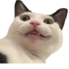 Cats 21