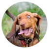 Stupid Dogs 24
