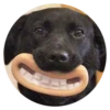 Stupid Dogs 25