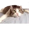 Cats 22