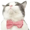 Cats 24