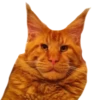 Cats 25