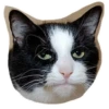 Cats 26