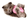 Cats 27