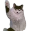 Cats 28