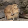Больше стикеров: 28