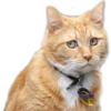 Cats 29