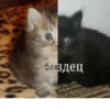 бляздец