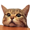 Cats 30