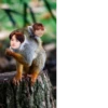 Skz mem  haha 25