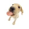 Friendly dogs 5